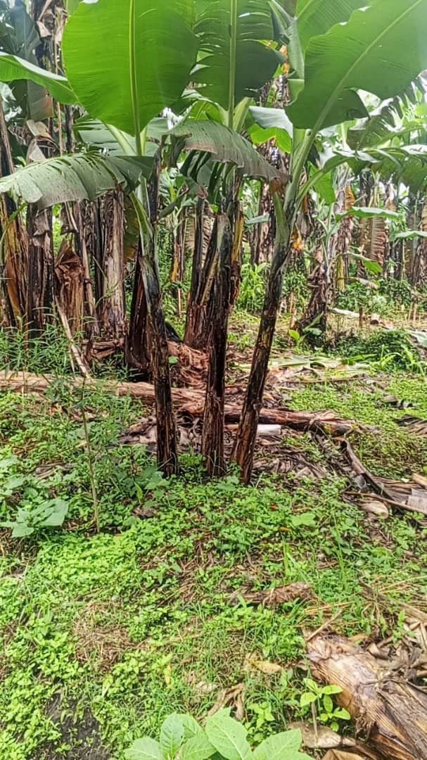 Selling land call on 
+256777543983
