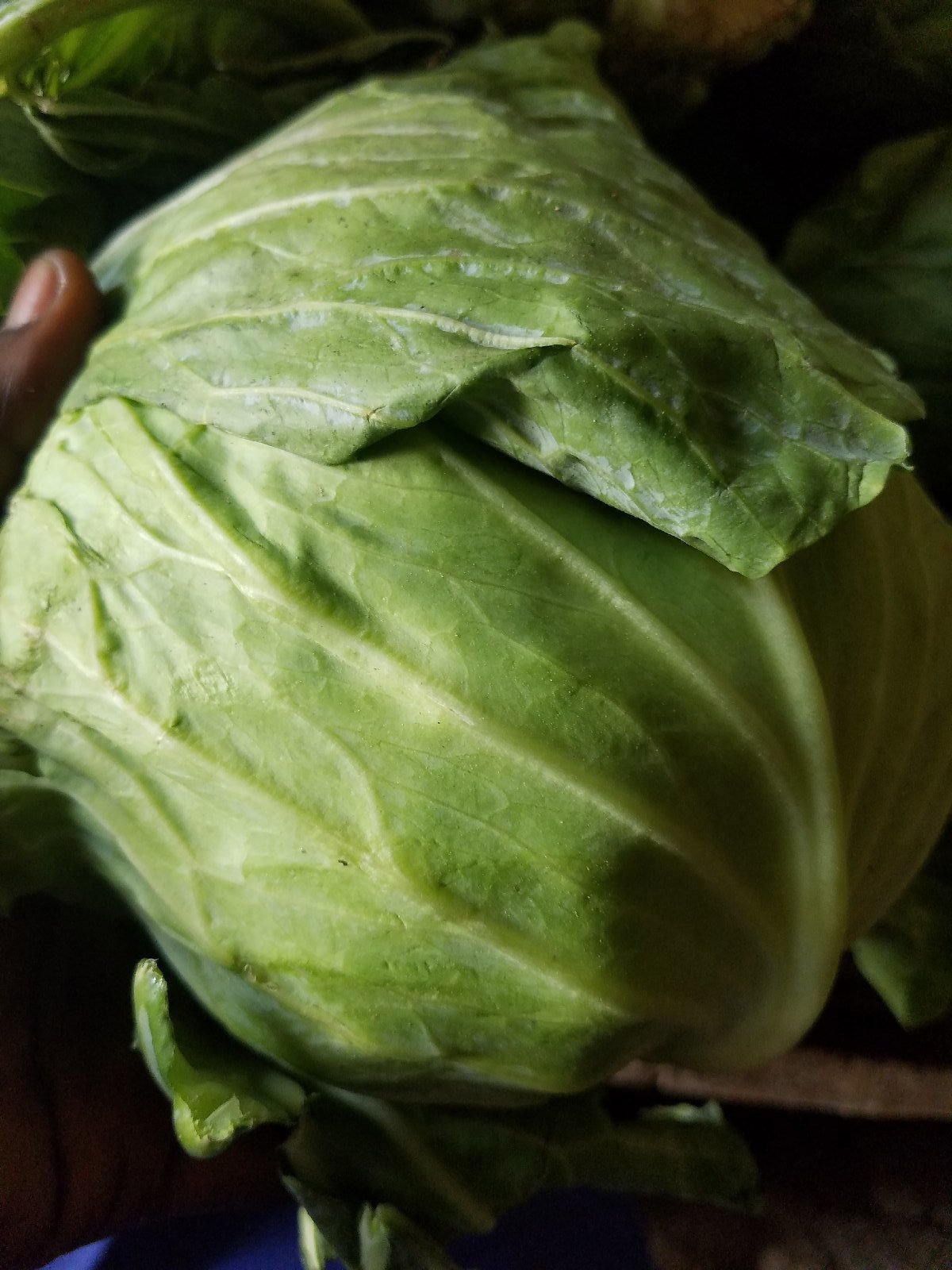 Cabbage