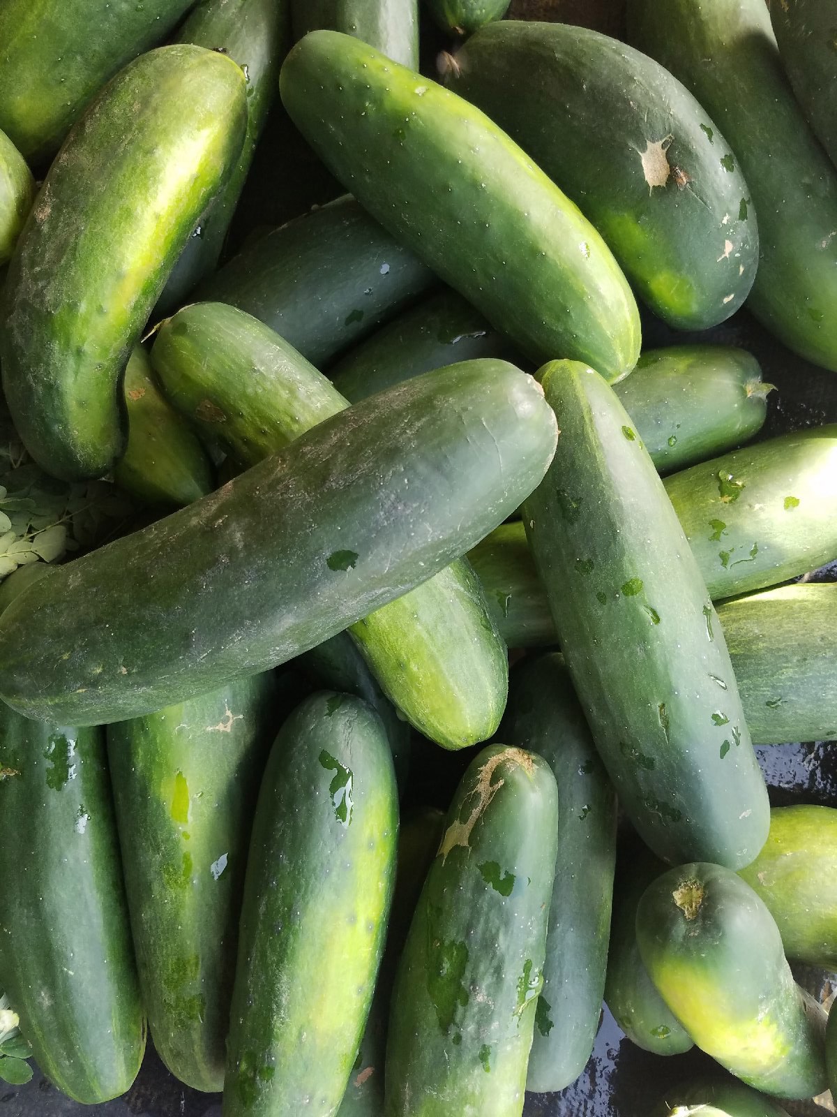 Cucumber