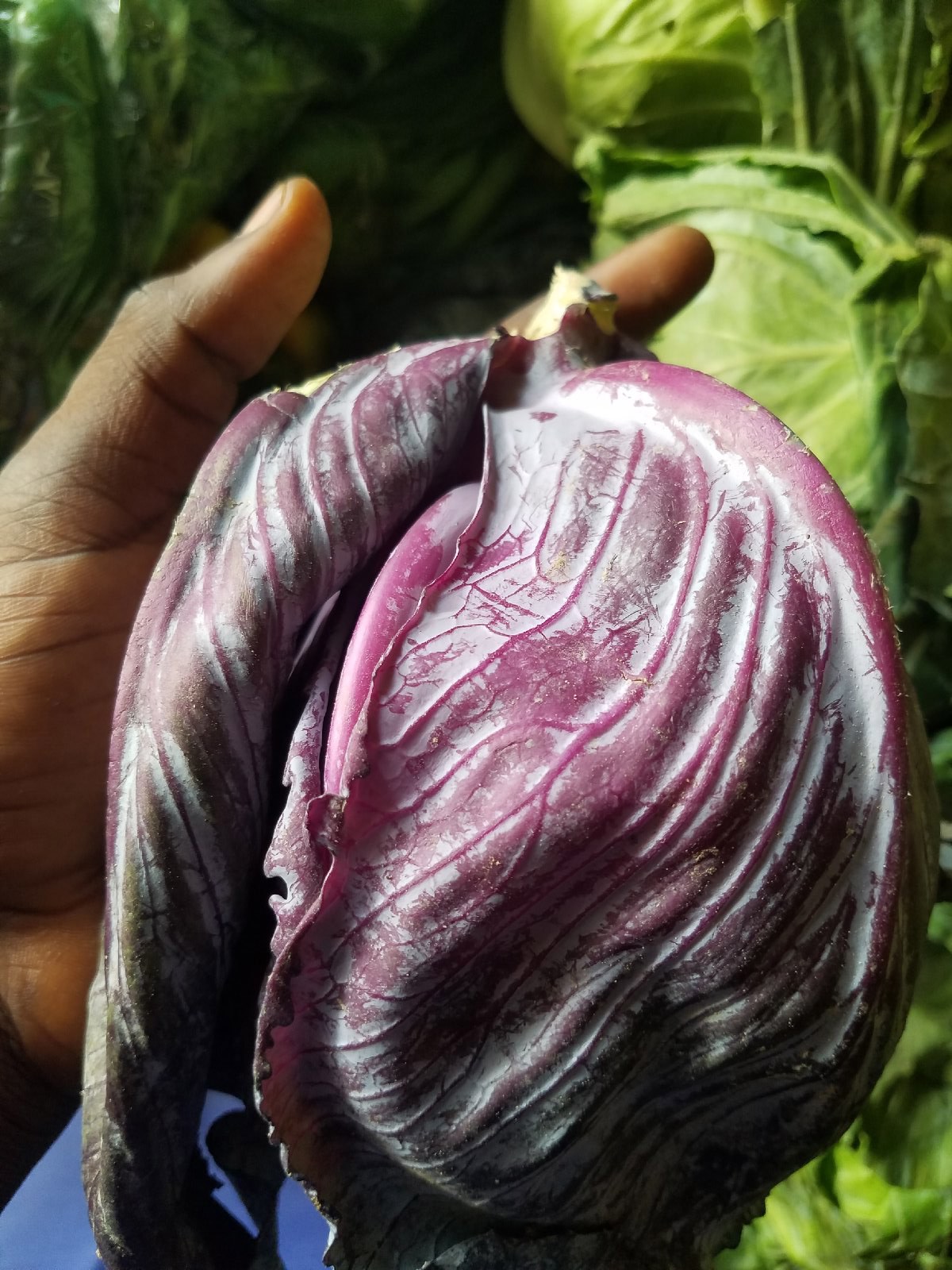 Purple cabbage