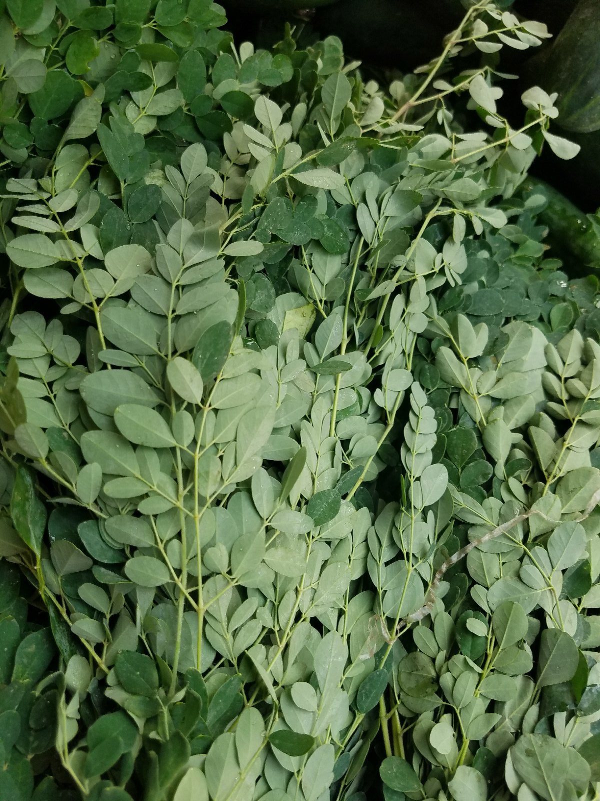 Moringa
