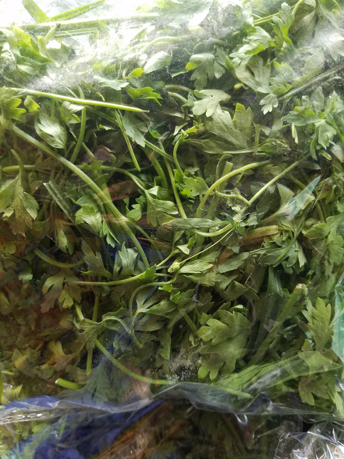 Parsley