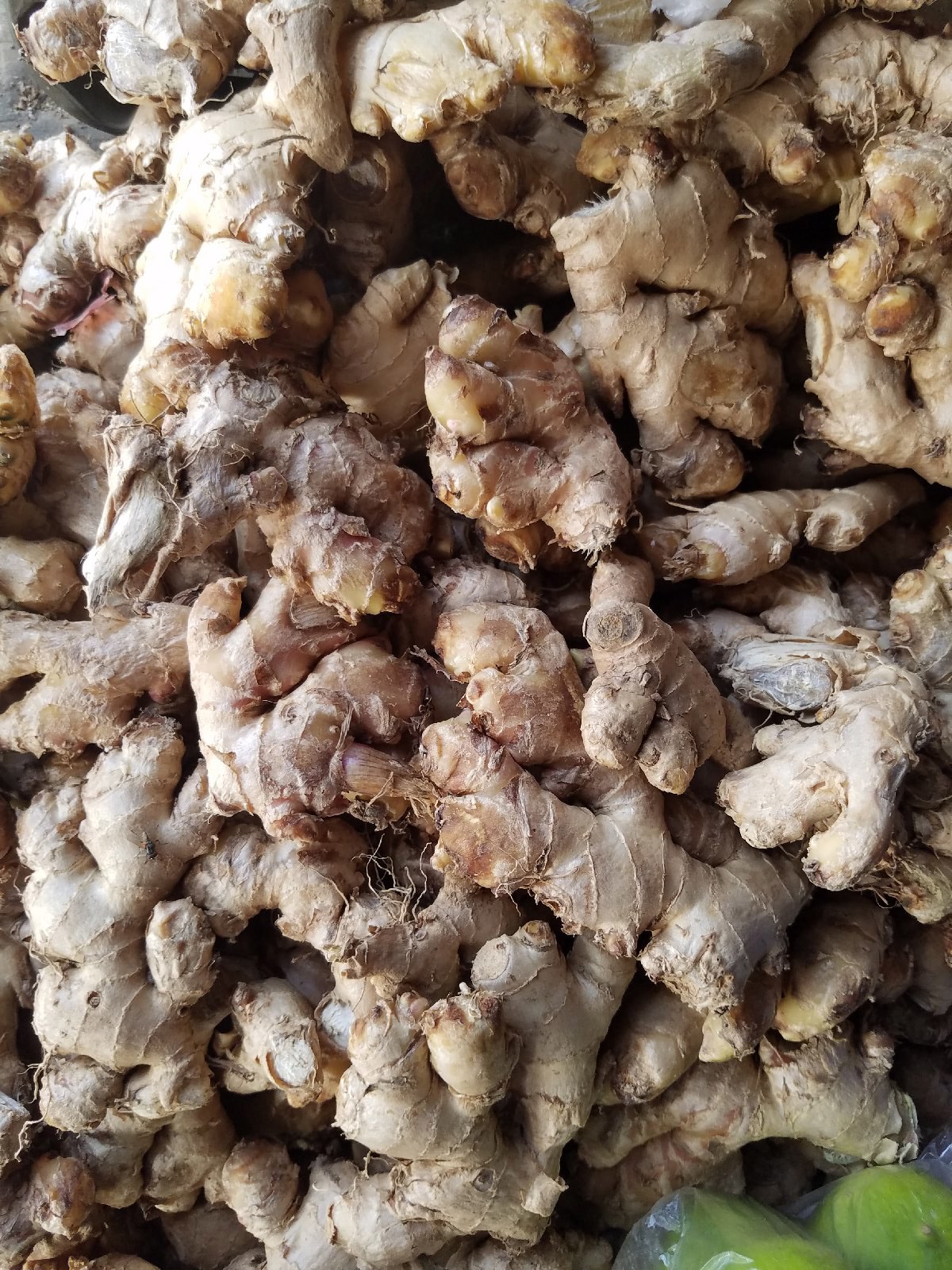 Ginger