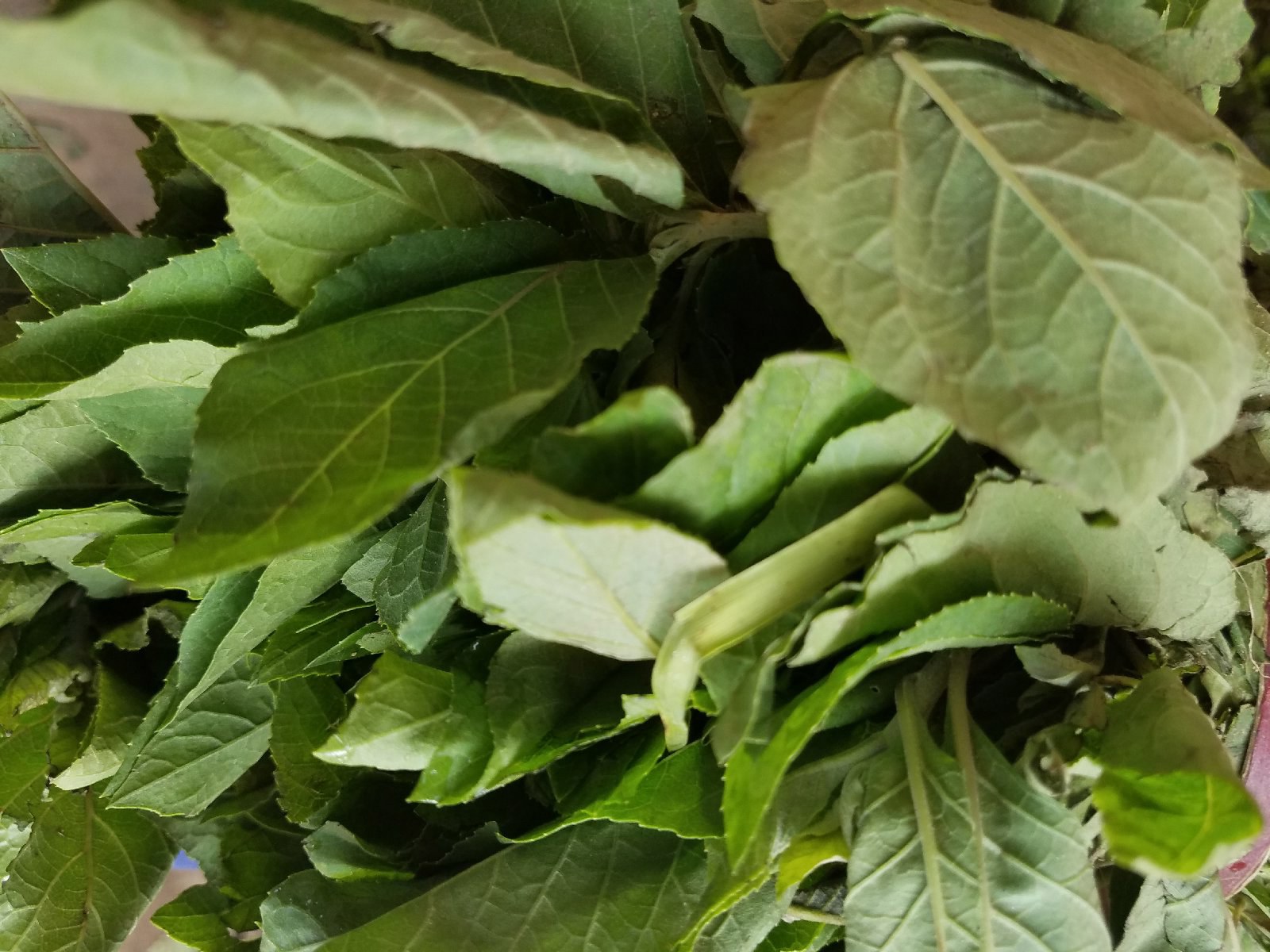 Bitter leaf