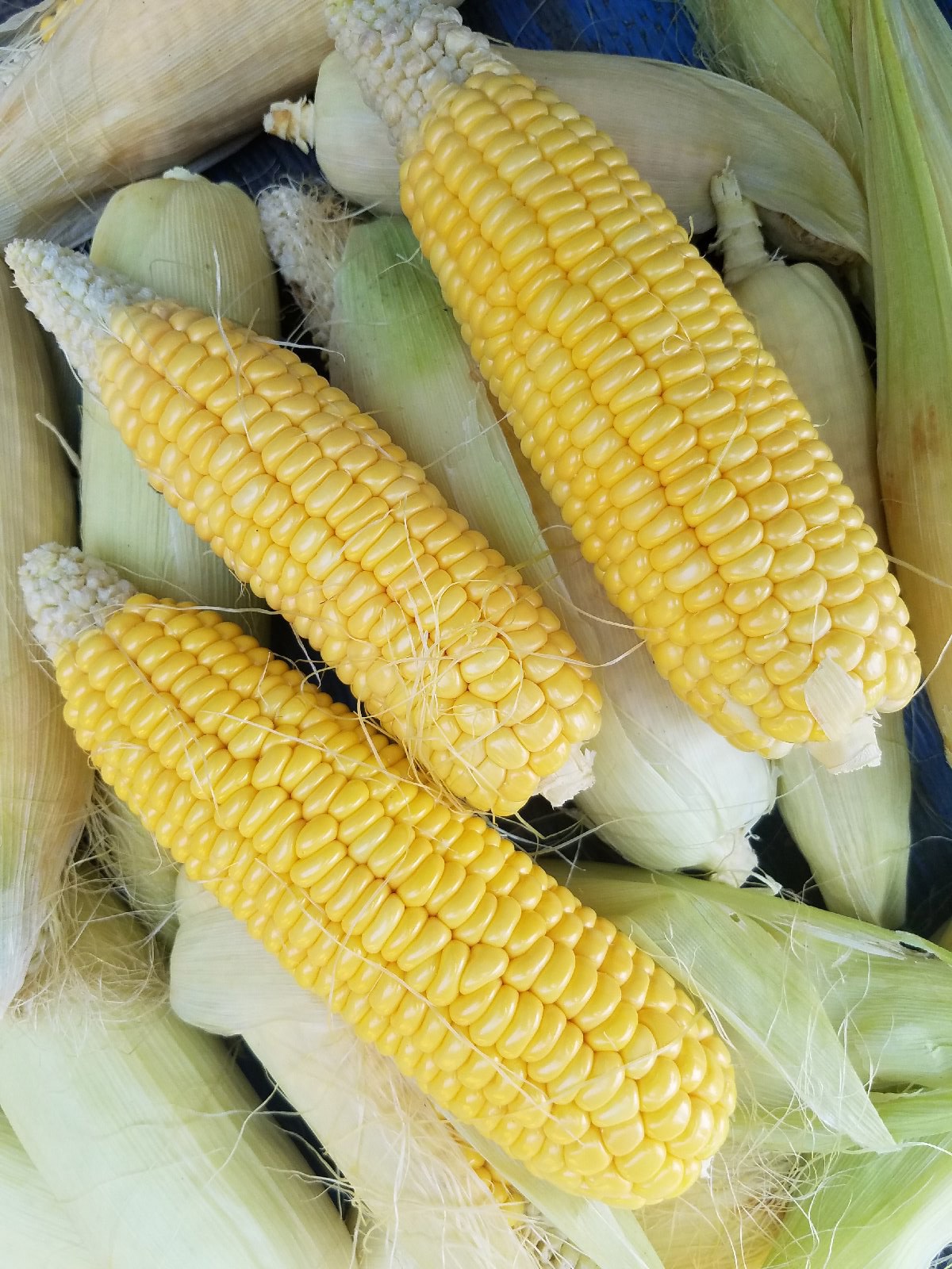 Sweet corn