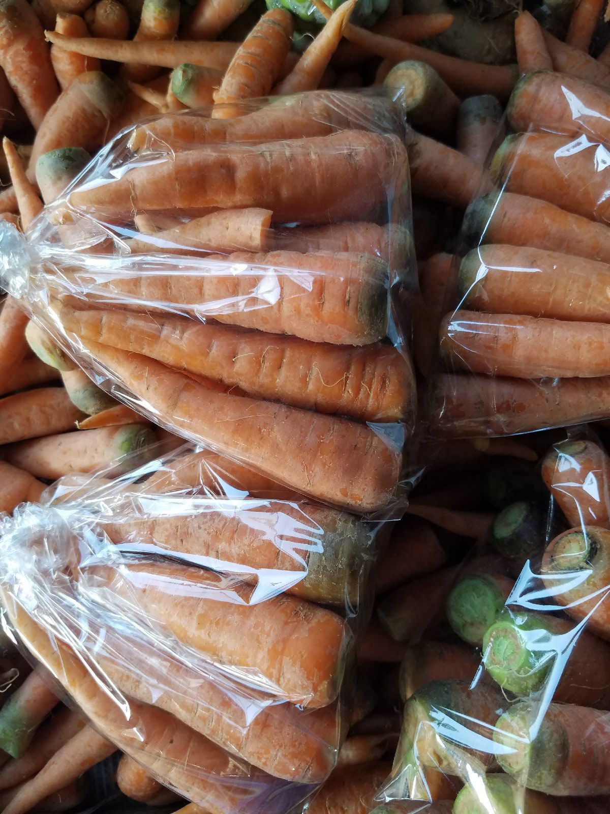 Carrot