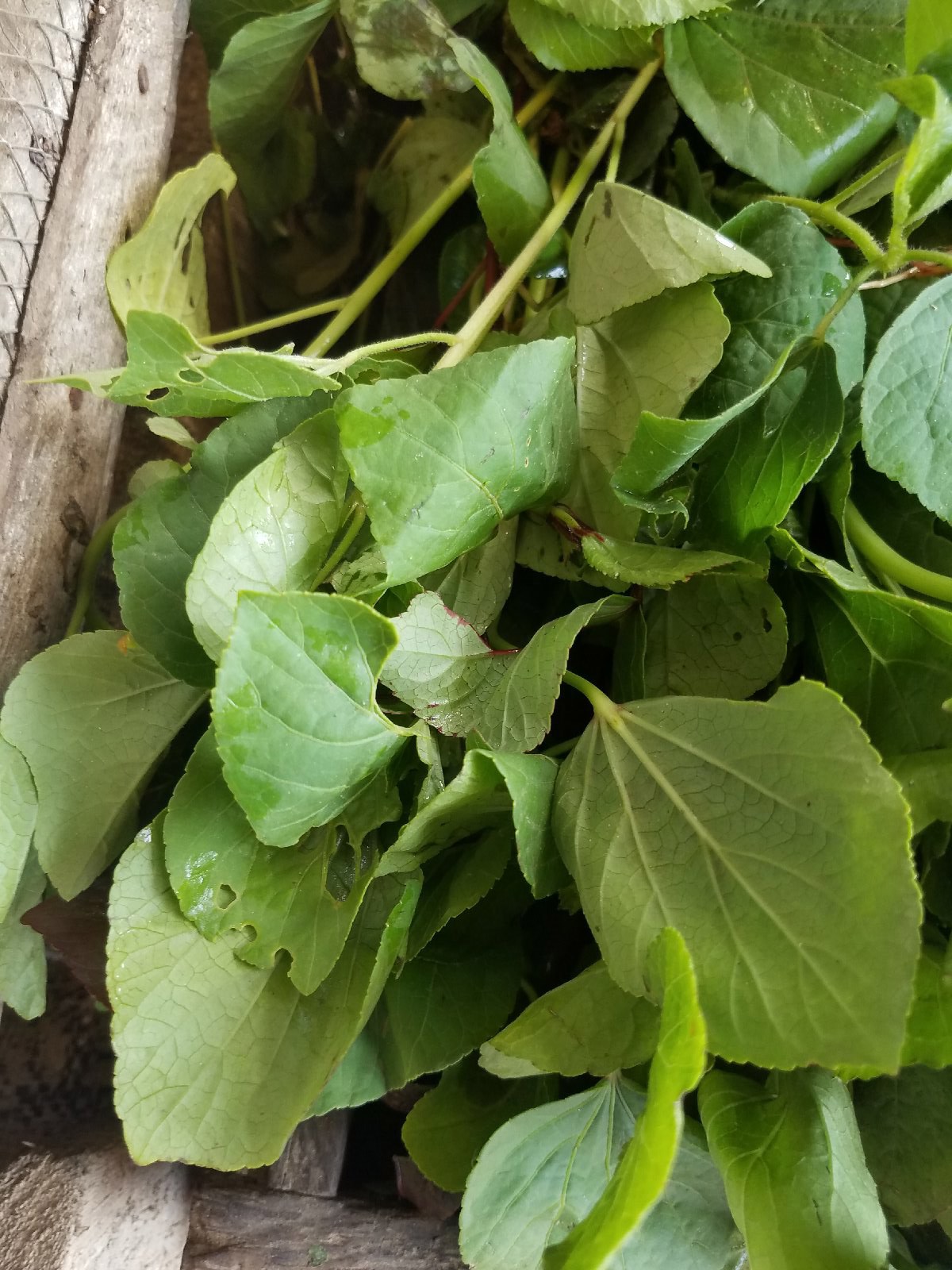 Sour leaf