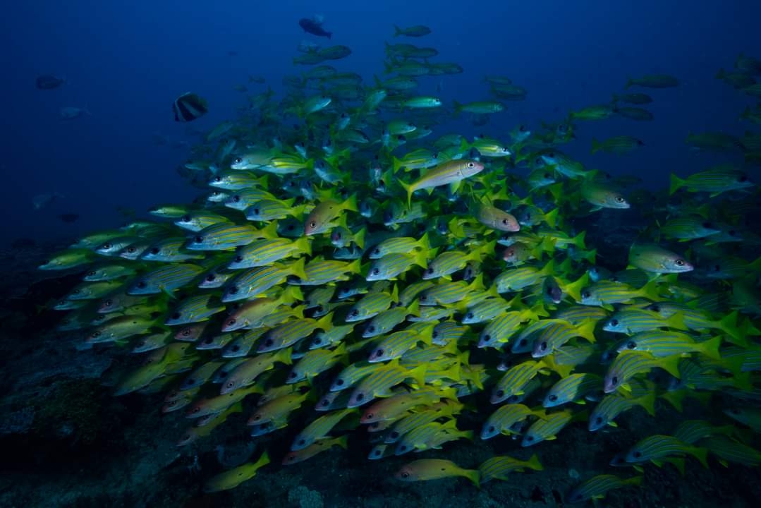 Reef