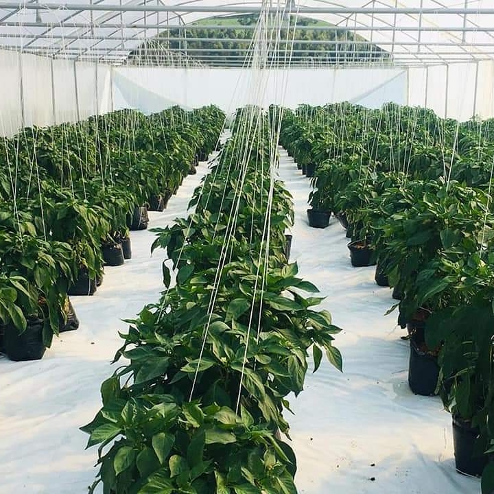 Vegetable tunnels