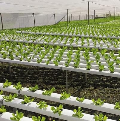 Hydroponic system