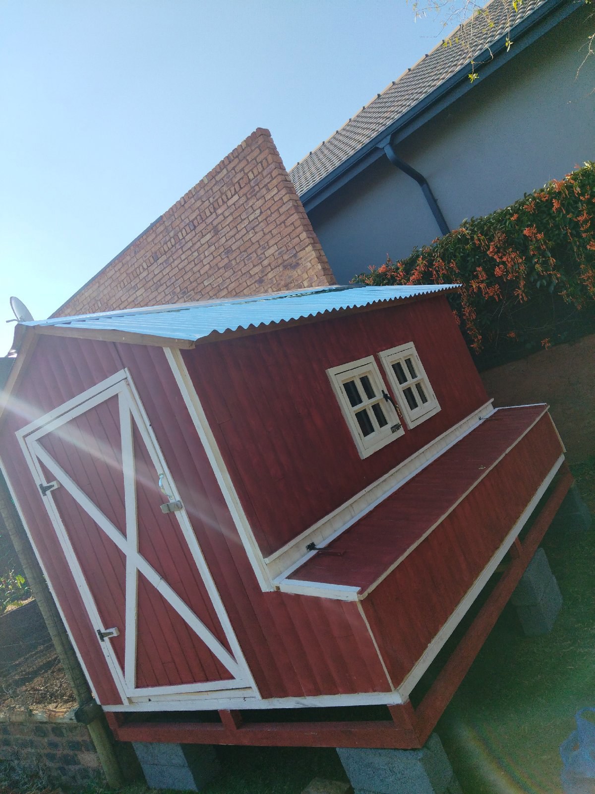 Backyard Chicken coop