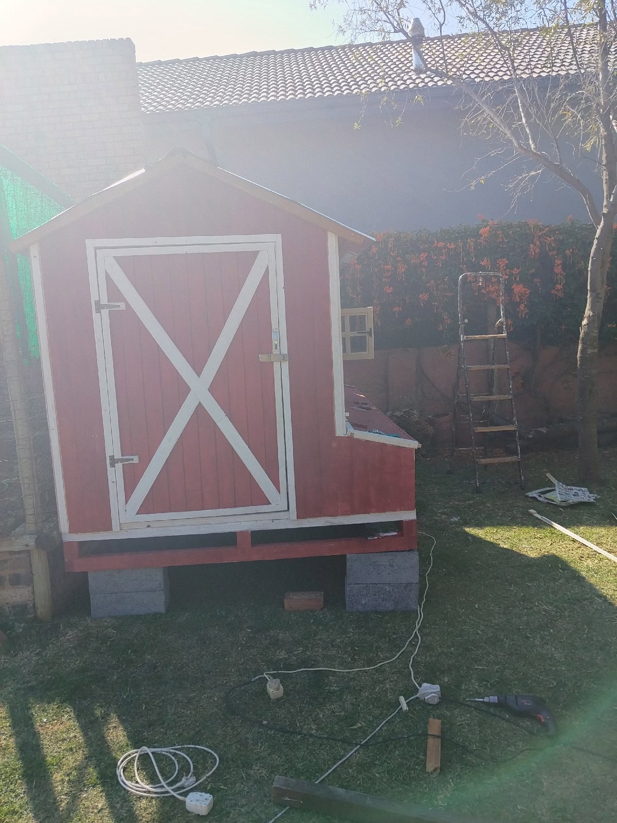 Backyard Chicken coop